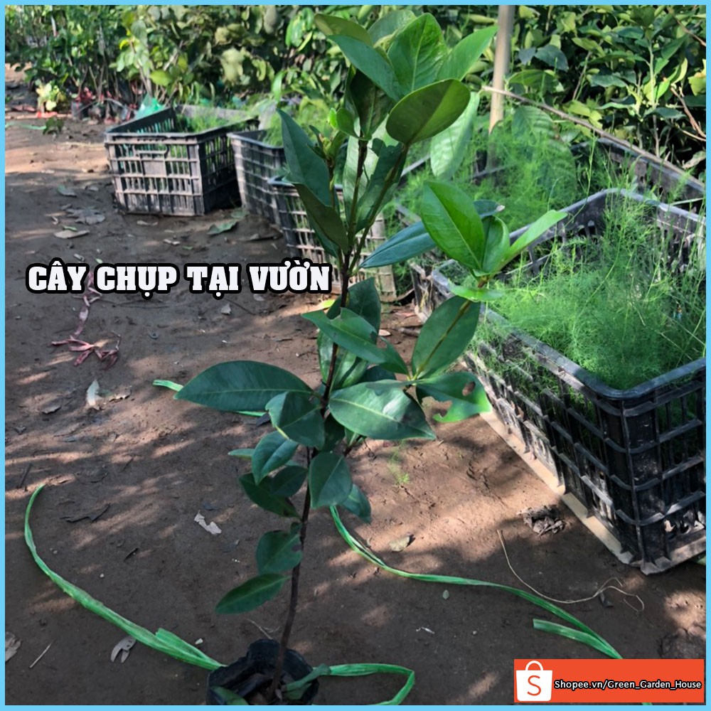 Cây cherry Brazil nhiệt đới, anh đào Brazil cây con giống F1 khỏe mạnh dễ trồng nhanh cho quả - Vườn Xanh Việt