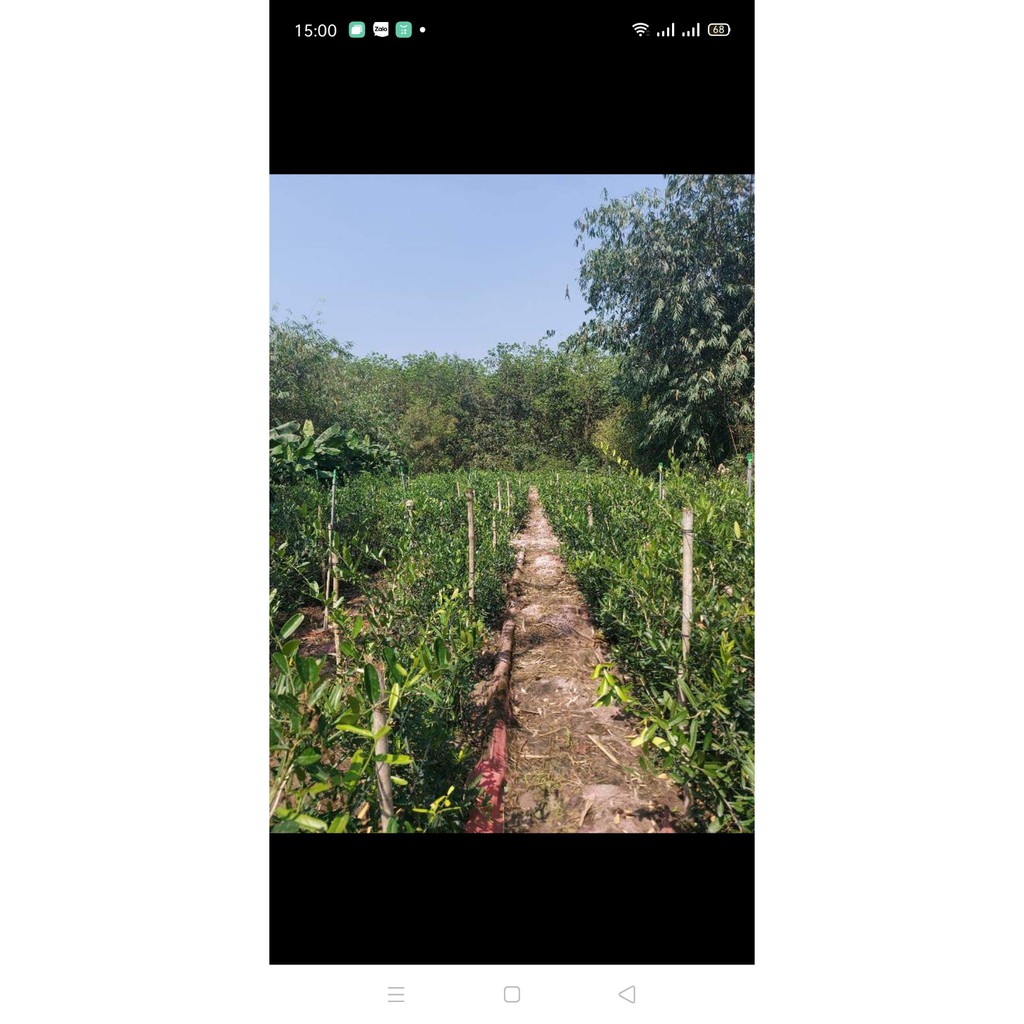 Cây giống Xáo Tam Phân khánh Hòa