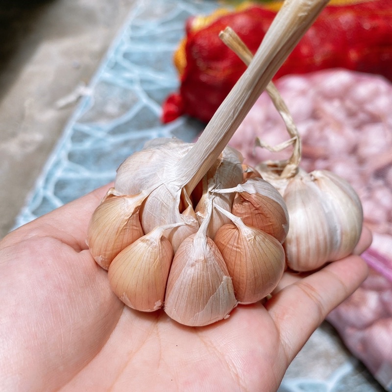 [Sẵn Now] Tỏi ta củ bự hàng bao thơm ngon từng tép 200gr