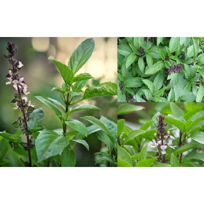 [Siêu Sale] Hạt Giống Húng Quế Chất Lượng Cao