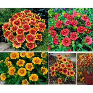 Hạt giống hoa Cúc Công Chúa Mix nhiều màu