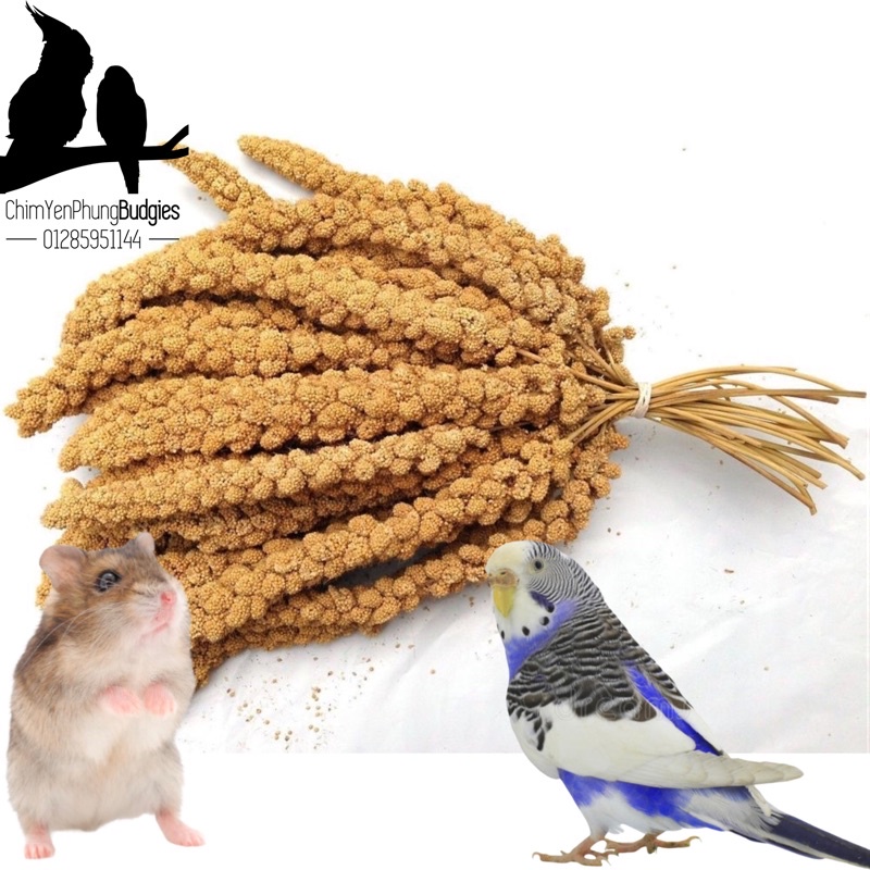 1kg kê chùm/kê bông cho Pet (Vẹt, Sóc, Hamster, Chim Cảnh) [thức ăn thú cưng]