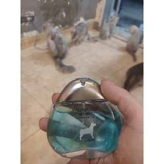 Nước Hoa mini Perfume dành cho thú cưng - Petcare
