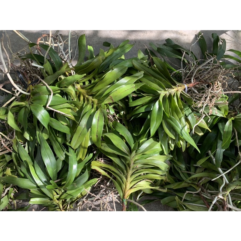 Lan Tam Bảo Sắc Rừng 1 Cây