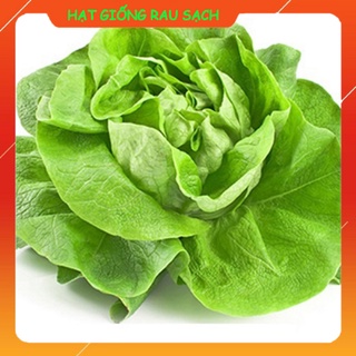 Hạt giống rau xà lách búp đăm gói 2gr