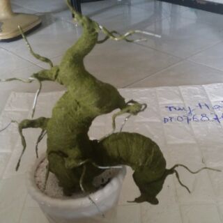 Gốc cây bonsai dáng rồng