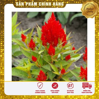 Hạt giống hoa mào gà lửa đỏ (100 hạt)