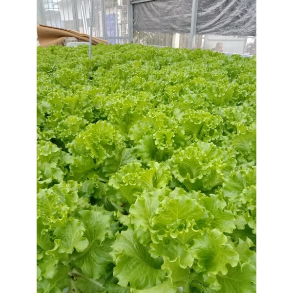 Bộ 2 chai dinh dinh dưỡng hydrolindo cho rau ăn lá và cây ăn quả