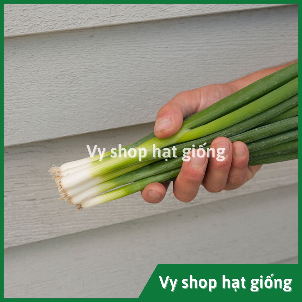 Hạt giống hành lá Bunching cọng to Thái Lan nguyên gói 350 hạt