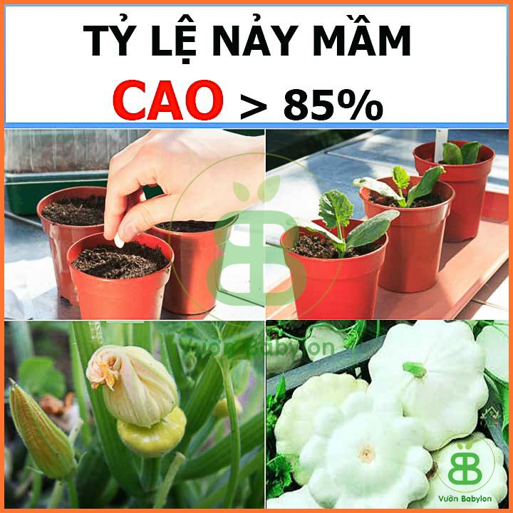 Hạt Giống Bí Đĩa Bay Trắng Dễ Trồng 1G