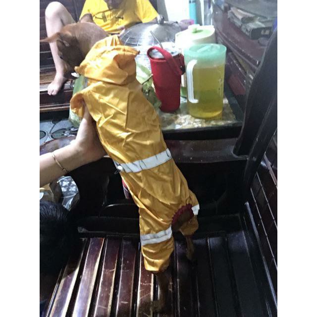 [HÌNH THẬT] ÁO MƯA BỘ XỊN XÒ CHO THÚ CƯNG CHÓ MÈO