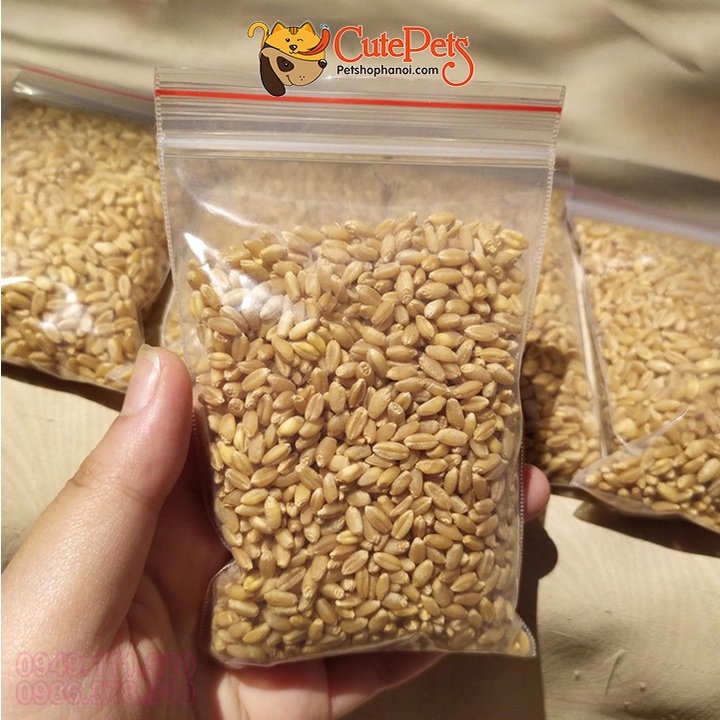 Hạt giống cỏ mèo 100g catnip bổ xung chất xơ và đẩy búi lông ra ngoài - CutePets