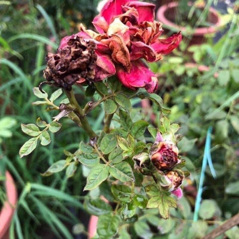 Thuốc trĩ cho hoa hồng