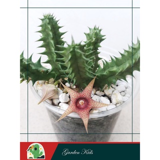 Xương rồng sao biển (Huernia Korat Star)