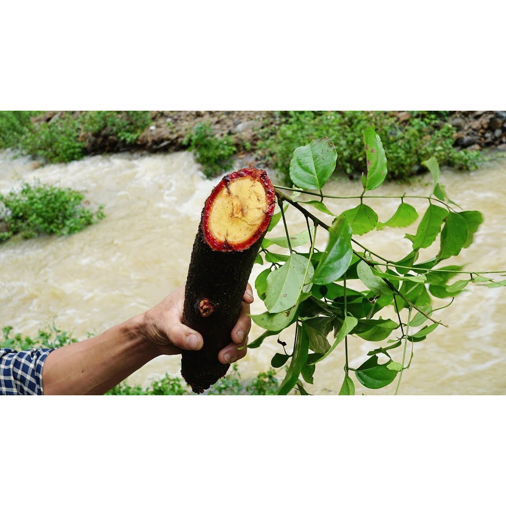 Cây cỏ máu khô thượng hạng JINDO 1kg hỗ trợ lên cân