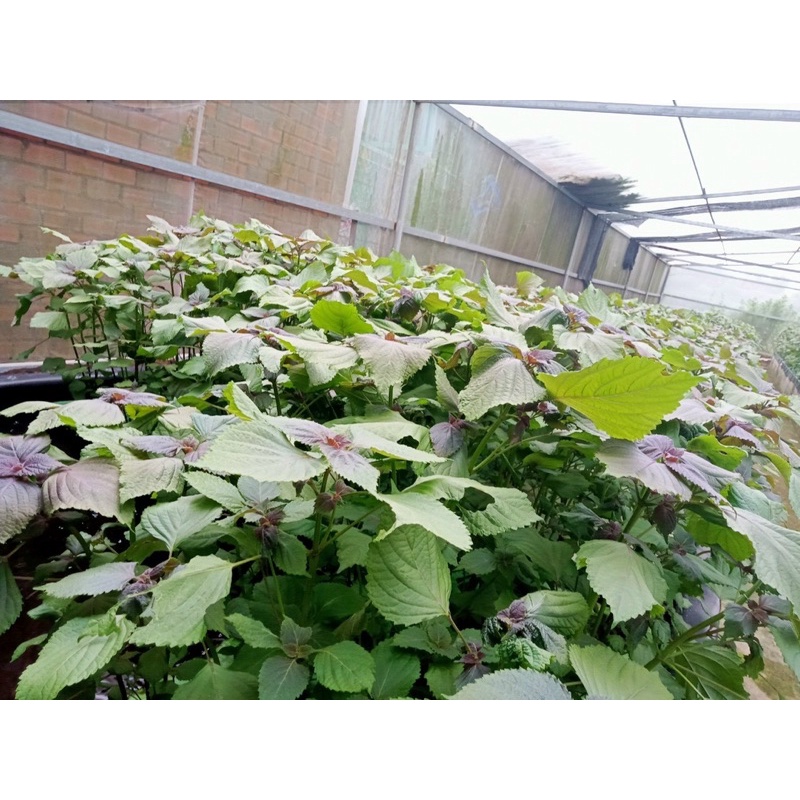 TRÀ TÚI LỌC TÍA TÔ NHÀ LÀM 100% | BigBuy360 - bigbuy360.vn