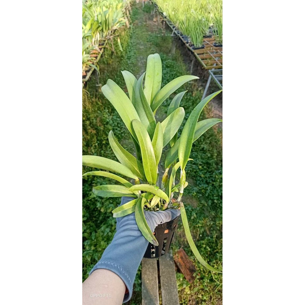 Hoa phong lan catleya trắng tím
