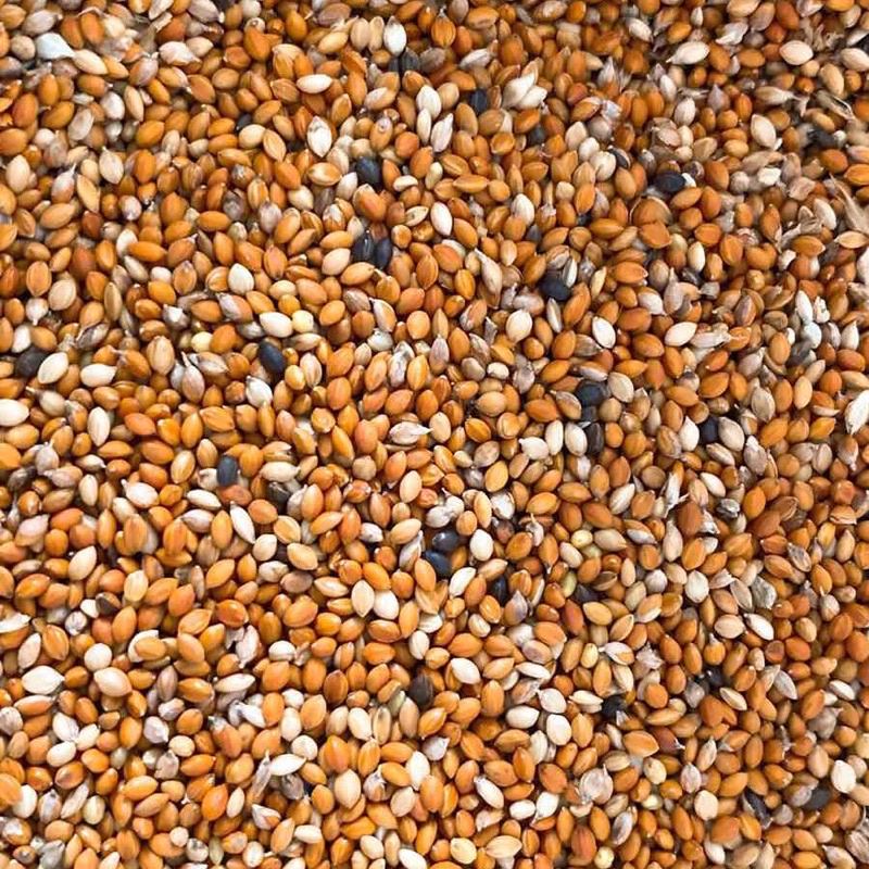 1kg Kê đỏ 3 màu hạt nhỏ Argentina .