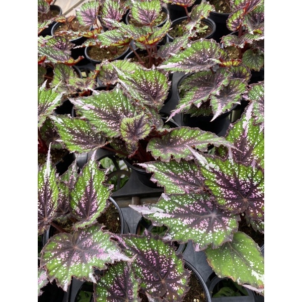 Chậu cứng Begonia rex putz