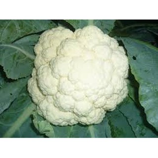 0,5GR - HẠT GIỐNG SÚP LƠ TRẮNG