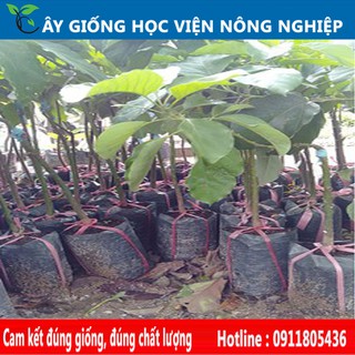 cây bơ 034 - cây ăn quả