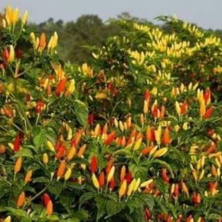 Ớt  hiểm  rừng  thái  lan
