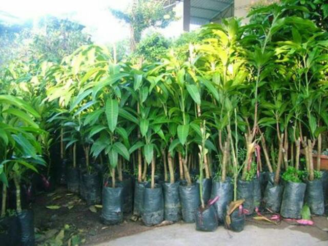 Cây xoài cát hòa lộc