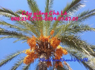 Chà Là Cao 50-60cm