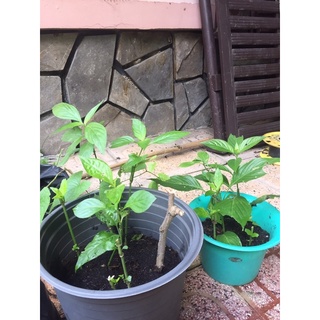 cây lá cẩm tím