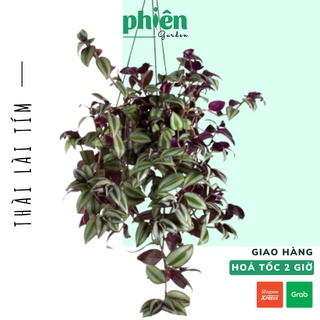 Cây thài lài tím, thài lài tía giỏ treo