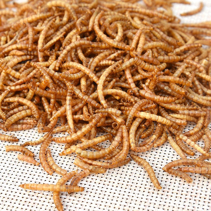 sâu Super worm size trung dành cho hamster , chim, nhím,..