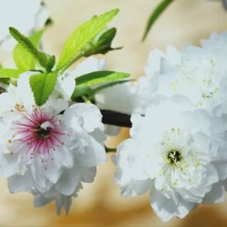nhất chi mai  cây giống cao 15 cm co 2 màu trắng hồng