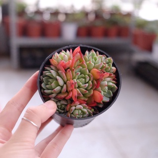 Sen đá bụi hồng nhọn vuốt hồng