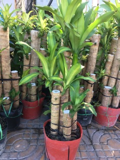 Cây phát tài khúc,thiết mộc Lan
