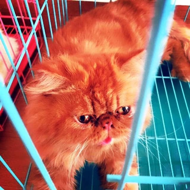 Mèo Ba tư đực