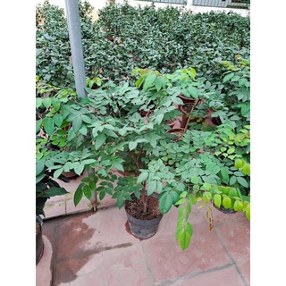 Cây giống khế ngọt