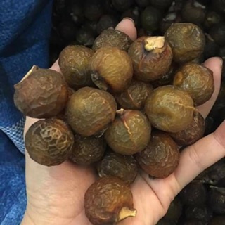 Bồ hòn nguyên trái tách hạt