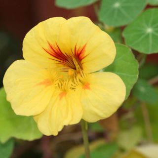 HẠT GIỐNG HOA SEN CẠN MIX ( TROPAEOLUM MAJUS )