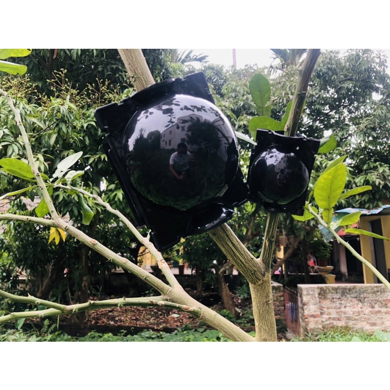 Bầu chiết cành cao cấp đủ kích thước, tăng khả năng ra rễ, chống úng cành chiết, tái sử dụng trên 5 năm