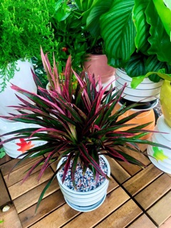 cây ánh dương có chậu