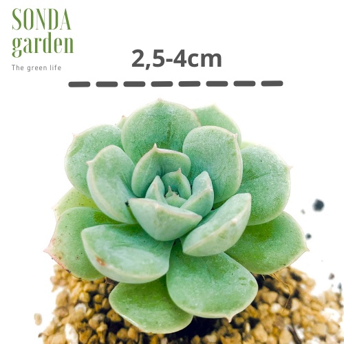 Sen đá liên đài trắng SONDA GARDEN size mini 2.5-4cm, xuất xứ Đà Lạt, khoẻ đẹp, lỗi 1 đổi 1