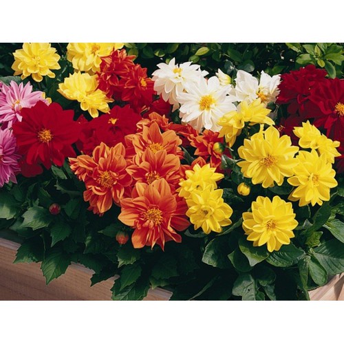 Hạt giống hoa thược dược lùn đơn( tặng kèm phân bón và kích mầm)