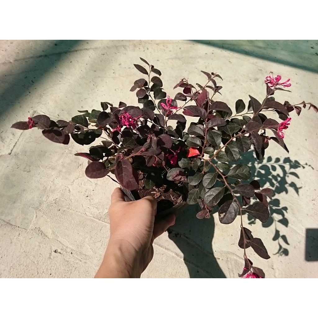 Cây Hồng Phụng - cây cảnh để bàn