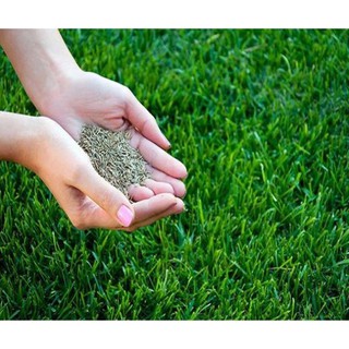 Hạt cỏ trồng thảm bermuda - gói 10 gram