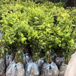 Cây giống mận đường úc