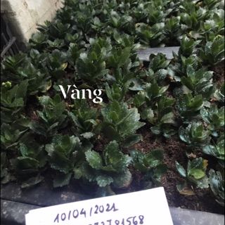 Combo hoa bỏng kép đủ màu 24 cây
