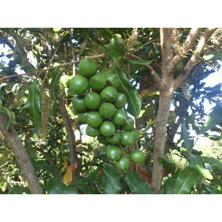 Hạt Macadamia sấy khô nứt vỏ 500gram