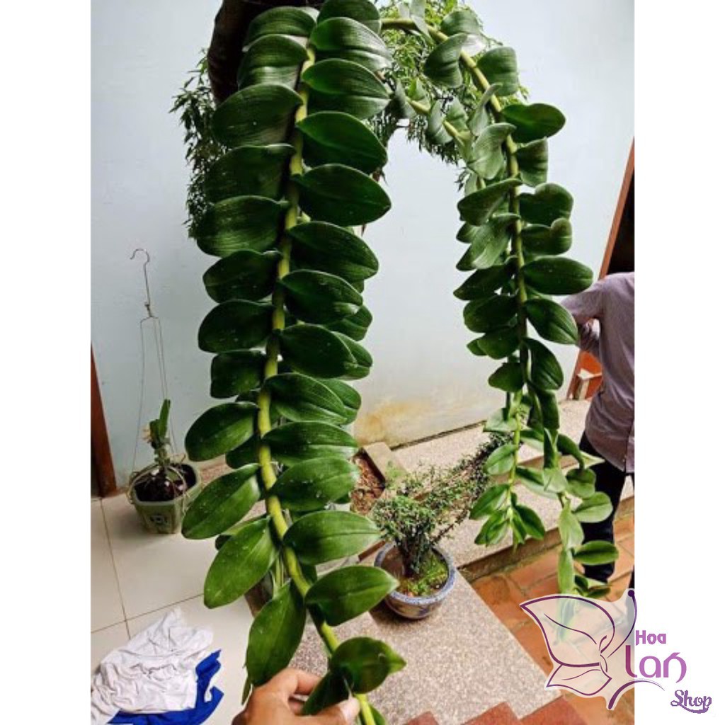 Lan Phi Điệp 🍀FREESHIP🍀 Mít Văn Sơn