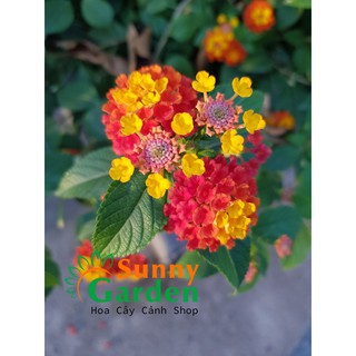 Cây Trâm Ổi ( Hoa Ngũ Sắc) - Cây Cảnh