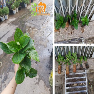 combo 5 cây cẩm tú cầu giống